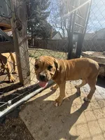 Princess, a female American Bulldog and American Pit Bull Terrier for sale in Thornton, CO – 4 of 8