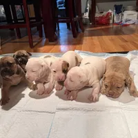 Bluey, a male American Bulldog and American Pit Bull Terrier for sale in Thornton, CO – Photo 1 of 4