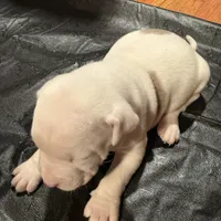 Bluey, a male American Bulldog and American Pit Bull Terrier for sale in Thornton, CO – Photo 2 of 4