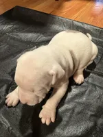 Bluey, a male American Bulldog and American Pit Bull Terrier for sale in Thornton, CO – Photo 2 of 4