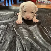Bluey, a male American Bulldog and American Pit Bull Terrier for sale in Thornton, CO – Photo 4 of 4