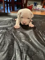 Bluey, a male American Bulldog and American Pit Bull Terrier for sale in Thornton, CO – Photo 4 of 4