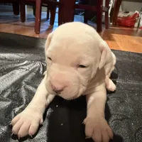 Bluey, a male American Bulldog and American Pit Bull Terrier for sale in Thornton, CO – Photo 3 of 4