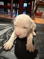 Bluey, a male American Bulldog and American Pit Bull Terrier for sale in Thornton, CO – Photo 3 of 4