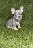 Dash, a male French Bulldog for sale in Oklahoma City, OK – 2 of 4