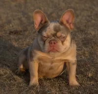 Dash, a male French Bulldog for sale in Oklahoma City, OK – 3 of 4