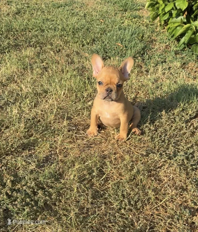 Charlie – French Bulldog puppy for sale in Oklahoma City, OK