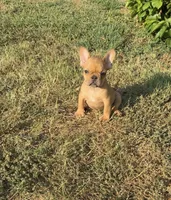 Charlie, a female French Bulldog for sale in Oklahoma City, OK – 1 of 1