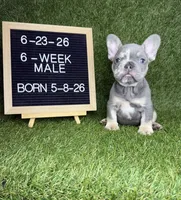 Dash, a male French Bulldog for sale in Oklahoma City, OK – 1 of 4