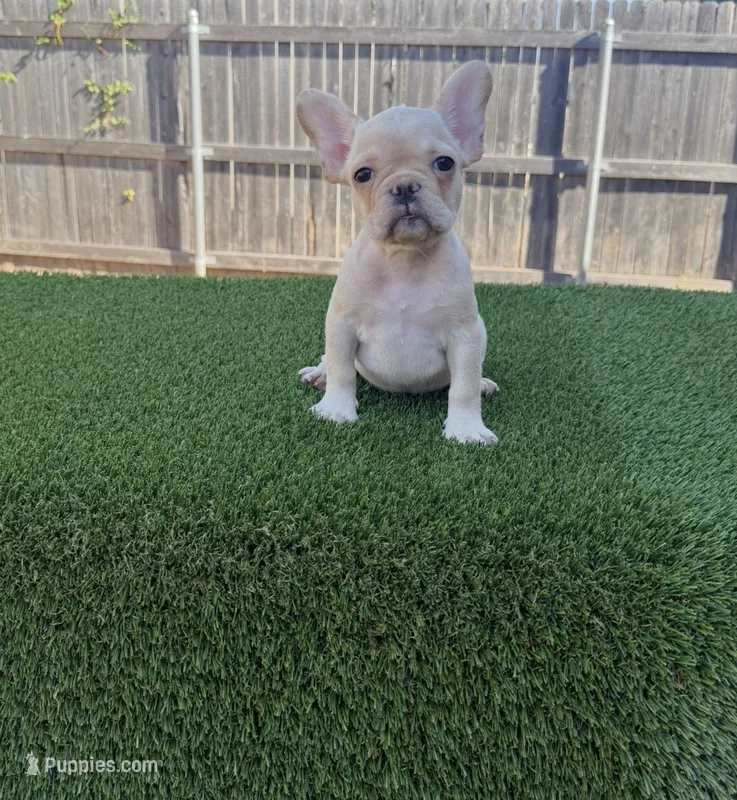 Sky – French Bulldog puppy for sale in Oklahoma City, OK