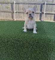 Sky, a female French Bulldog for sale in Oklahoma City, OK – 1 of 1