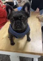 Dash, a male French Bulldog for sale in Oklahoma City, OK – 4 of 4