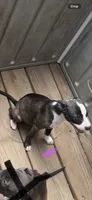 Female 3 , a female American Pit Bull Terrier for sale in Wimauma, FL – 5 of 5