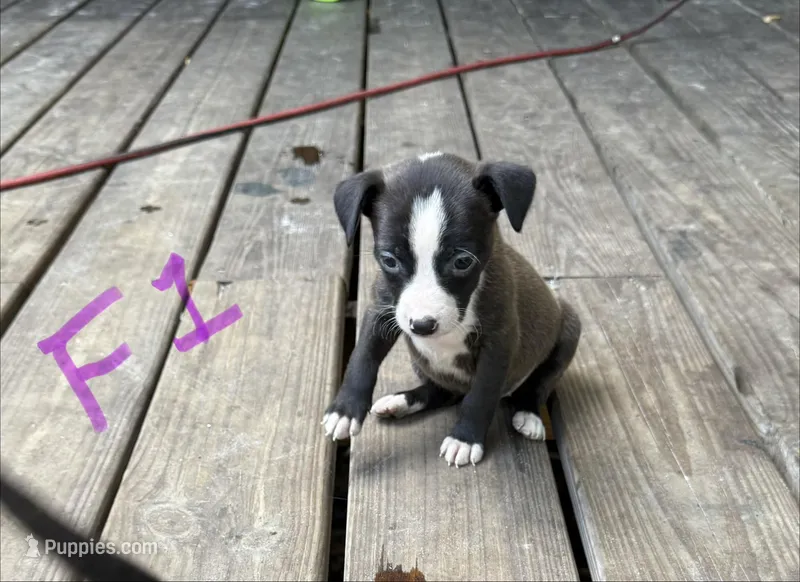 Female 1  – American Pit Bull Terrier puppy for sale in Wimauma, FL