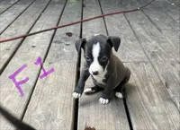 Female 1 , a female American Pit Bull Terrier for sale in Wimauma, FL – 1 of 5