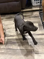Male 1, a male American Pit Bull Terrier for sale in Wimauma, FL – 6 of 10
