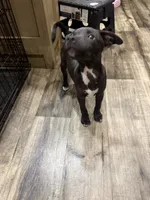 Male 1, a male American Pit Bull Terrier for sale in Wimauma, FL – 3 of 10