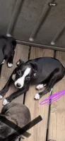Female 1 , a female American Pit Bull Terrier for sale in Wimauma, FL – 3 of 5