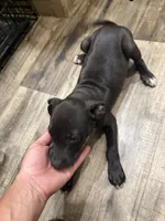 Male 1, a male American Pit Bull Terrier for sale in Wimauma, FL – 7 of 10