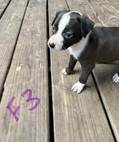 Female 3 , a female American Pit Bull Terrier for sale in Wimauma, FL – 1 of 5