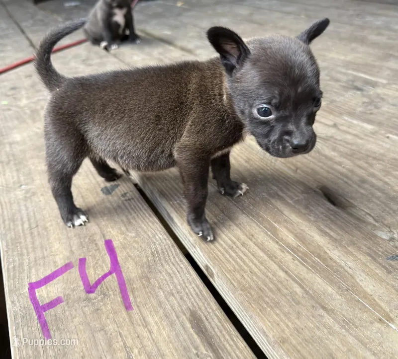 Female 4  – American Pit Bull Terrier puppy for sale in Wimauma, FL