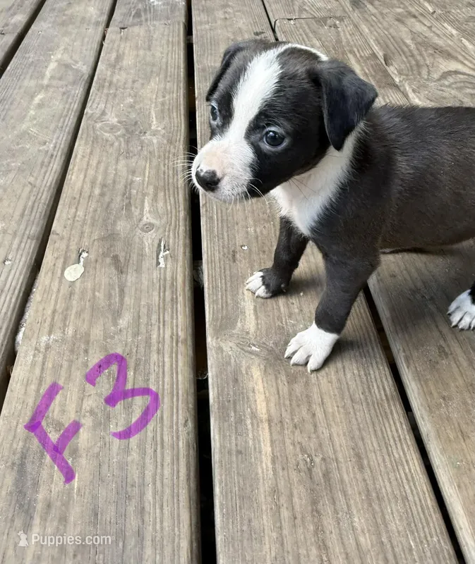 Puppies – American Pit Bull Terrier puppy for sale in Wimauma, FL