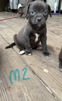 Puppies, a female American Pit Bull Terrier for sale in Wimauma, FL – Photo 6 of 8