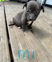 Puppies, a female American Pit Bull Terrier for sale in Wimauma, FL – Photo 5 of 8