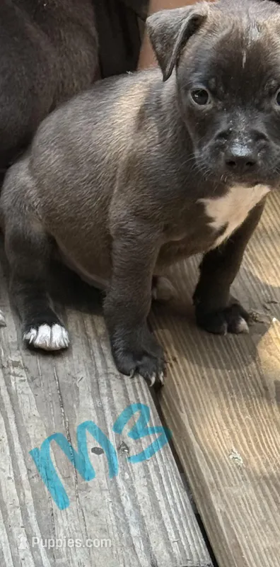 Male 3 – American Pit Bull Terrier puppy for sale in Wimauma, FL