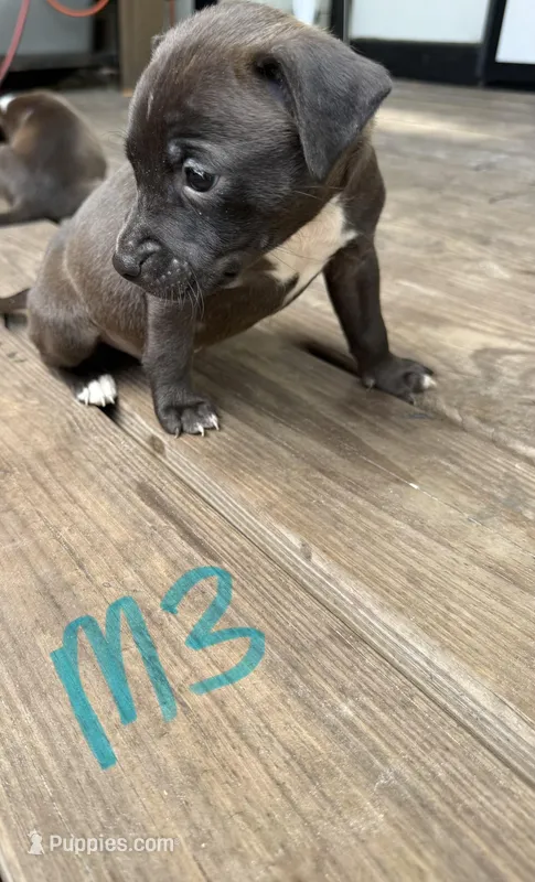 Male 3 – American Pit Bull Terrier puppy for sale in Wimauma, FL
