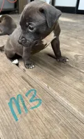 Male 3, a male American Pit Bull Terrier for sale in Wimauma, FL – 2 of 3