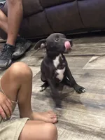 Male 1, a male American Pit Bull Terrier for sale in Wimauma, FL – 8 of 10