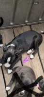 Female 1 , a female American Pit Bull Terrier for sale in Wimauma, FL – 4 of 5