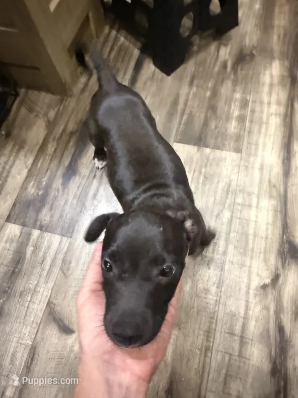 Male 1 – American Pit Bull Terrier puppy for sale in Wimauma, FL