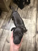 Male 1, a male American Pit Bull Terrier for sale in Wimauma, FL – 1 of 10