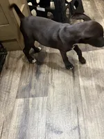 Male 1, a male American Pit Bull Terrier for sale in Wimauma, FL – 4 of 10