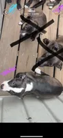 Female 3 , a female American Pit Bull Terrier for sale in Wimauma, FL – 3 of 5