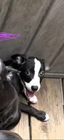 Female 3 , a female American Pit Bull Terrier for sale in Wimauma, FL – 4 of 5