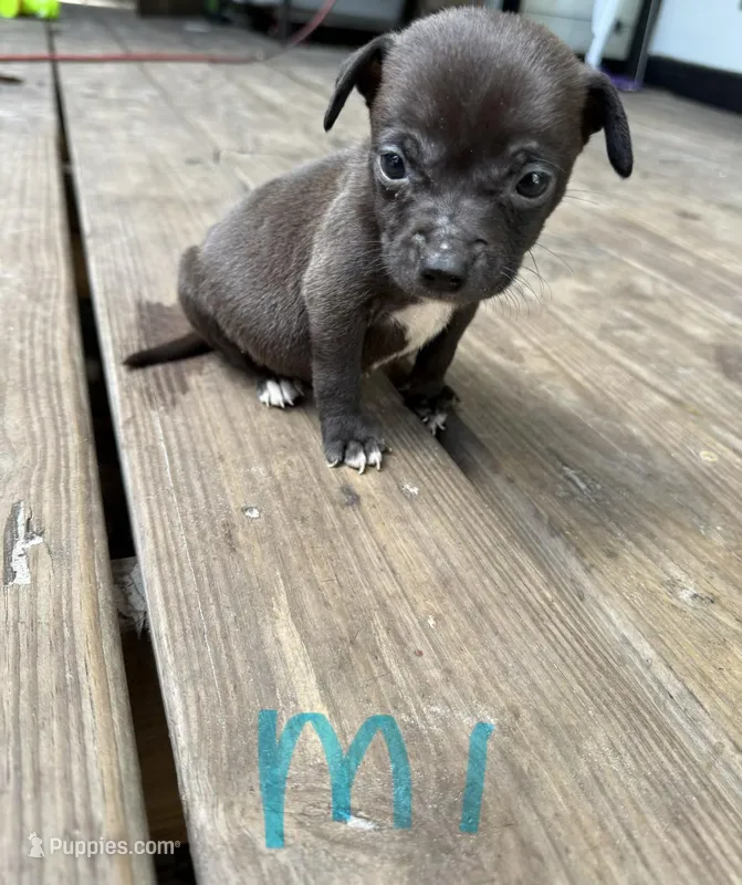 Male 1 – American Pit Bull Terrier puppy for sale in Wimauma, FL