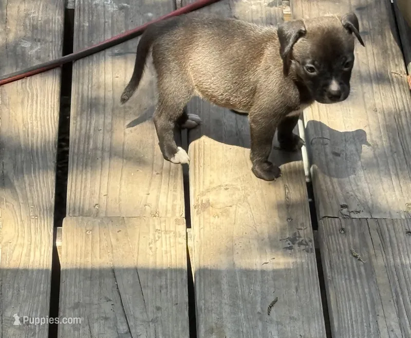 Female 2  – American Pit Bull Terrier puppy for sale in Wimauma, FL