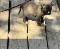Female 2 , a female American Pit Bull Terrier for sale in Wimauma, FL – 1 of 5