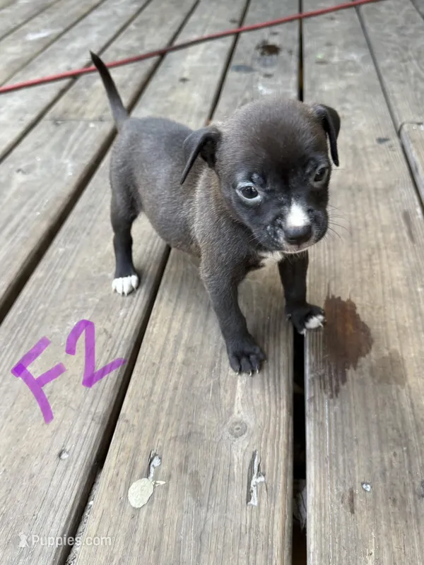 Female 2  – American Pit Bull Terrier puppy for sale in Wimauma, FL