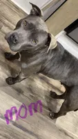 Female 2 , a female American Pit Bull Terrier for sale in Wimauma, FL – 2 of 5