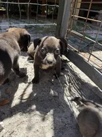 Female 2 , a female American Pit Bull Terrier for sale in Wimauma, FL – 4 of 5