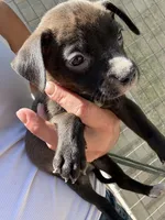 Female 2 , a female American Pit Bull Terrier for sale in Wimauma, FL – 3 of 5