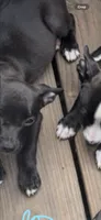 Male 1, a male American Pit Bull Terrier for sale in Wimauma, FL – 4 of 4