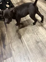 Male 1, a male American Pit Bull Terrier for sale in Wimauma, FL – 9 of 10
