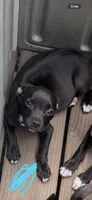 Male 1, a male American Pit Bull Terrier for sale in Wimauma, FL – 3 of 4