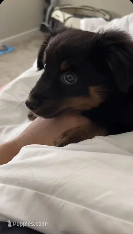 Yami, a male Toy Australian Shepherd for sale in Kissimmee, FL – Photo 1 of 4