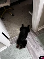 Yami, a male Toy Australian Shepherd for sale in Kissimmee, FL – Photo 2 of 4